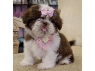 Awesome Teacup Shih Tzu puppies for sale