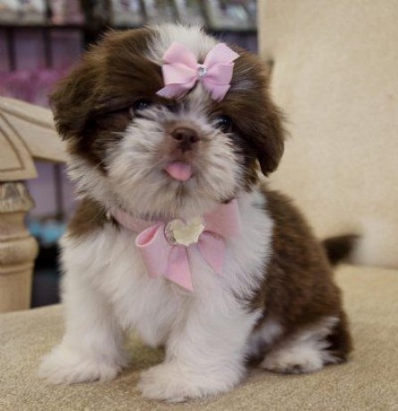 awesome-teacup-shih-tzu-puppies-for-sale-big-0