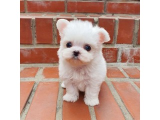 Beautiful Teacup Maltese Puppies Available