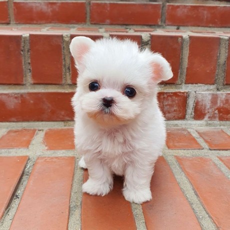 beautiful-teacup-maltese-puppies-available-big-0