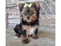 gorgeous-teacup-yorkie-puppies-available-small-0