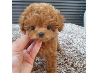 Potty Trained Male and female Toy Poodle Puppies for sale
