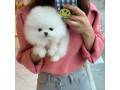 teacup-pomeranian-puppies-available-for-sale-small-0