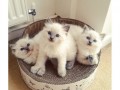 ragdoll-kittens-small-0
