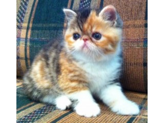 Exotic Shorthair Kittens Available