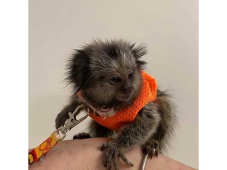 Cutest marmoset for for adoption