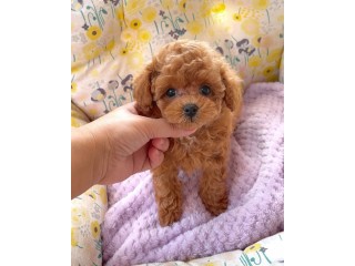 Toy poodle puppies for sale..