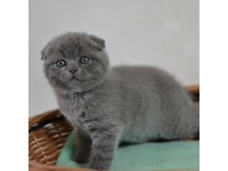 Beautiful Scottish Fold kittens for sale