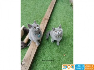 Trained male and female British Shorthair Kittens for sale