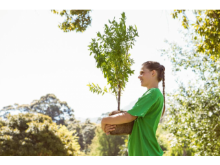 Edmonton Tree Care: GreenDrop's Professional Solutions
