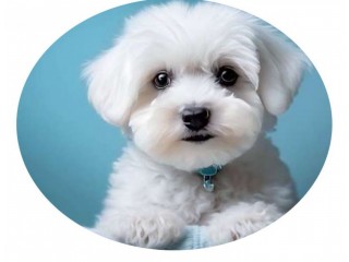 Purchase Registered & Best Maltese Puppies