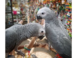 2 X AFRICAN GREYS AND LARGE CAGE