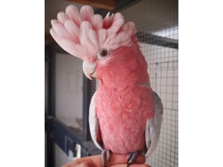 Great Cockatoo : APRIL