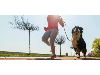 Upgrade Your Runs: Top Jogging Dog Leashes from Rocky Mountain Dog!