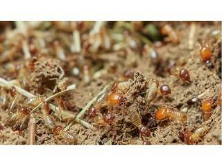 Unique Pest Management - Termite Control service