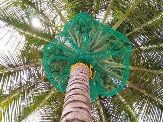 Best Coconut Tree Safety Nets in Bangalore | Call "Menorah CocoNets" - 6362539199