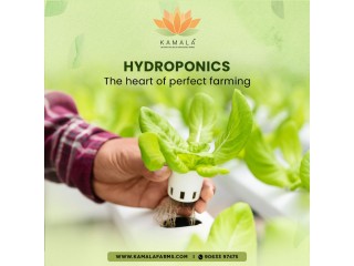 Mastering Sustainability: A Step-by-Step Guide to Hydroponic Farm Setup