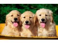 golden-retriever-puppies-for-sale-in-pune-small-4