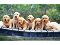 golden-retriever-puppies-for-sale-in-pune-small-2