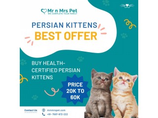 Persian kitten for Sale in Hyderabad at Affordable Price