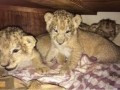 adorable-lion-cubs-for-sale-small-0