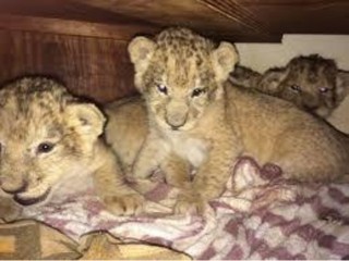 Adorable Lion Cubs for sale