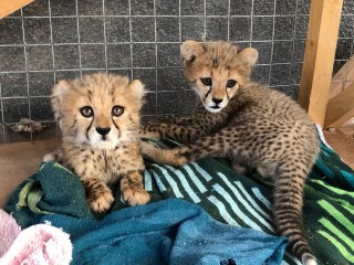Male and Female Tigers, Cheetah Cubs For Sale