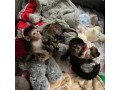 lovely-capuchin-monkeys-for-sale-small-0