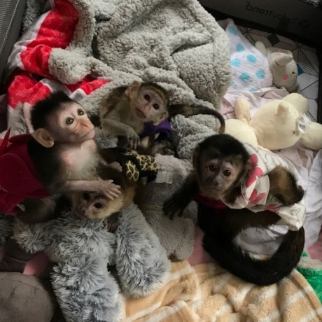 lovely-capuchin-monkeys-for-sale-big-0