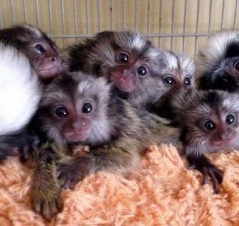 well-trained-finger-marmoset-monkeys-for-sale-big-0