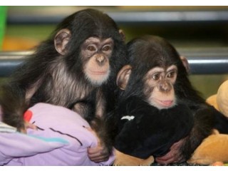 Cute Chimpanzee Monkeys for Sale