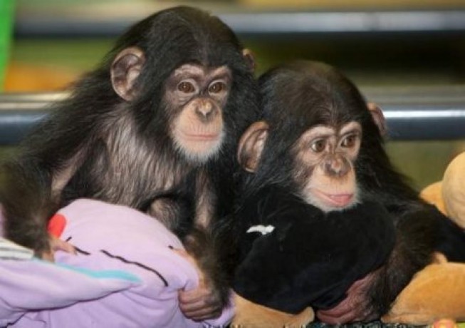 cute-chimpanzee-monkeys-for-sale-big-0