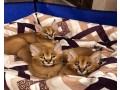 lovely-caracal-kittens-for-sale-small-0