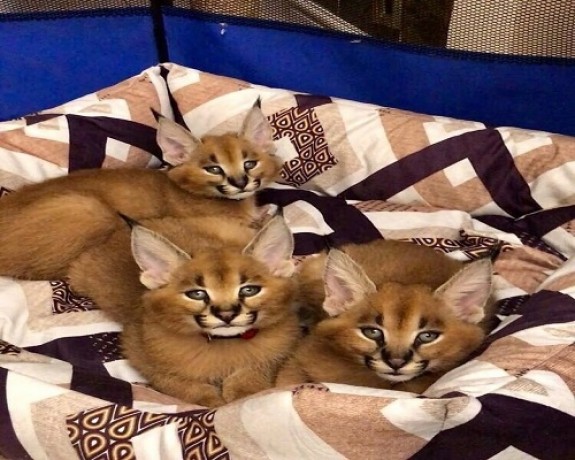 lovely-caracal-kittens-for-sale-big-0