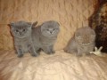 cute-scottish-fold-kittens-sale-small-0