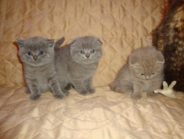 cute-scottish-fold-kittens-sale-big-0