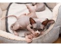 lovely-sphynx-kittens-available-for-sale-small-0
