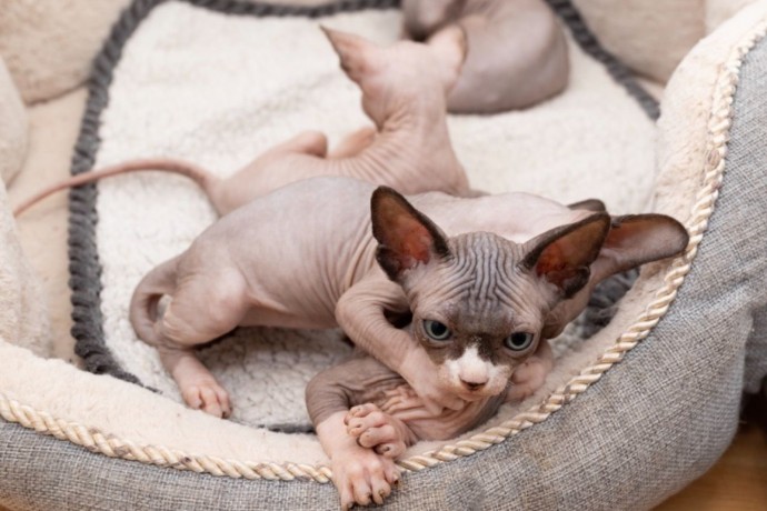 lovely-sphynx-kittens-available-for-sale-big-0