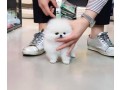 micro-teacup-pomeranian-puppies-for-sale-small-0