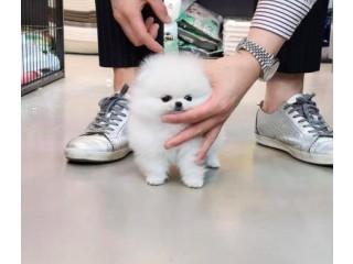 Micro Teacup Pomeranian Puppies for sale