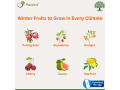 winter-fruits-to-grow-in-every-climate-small-0