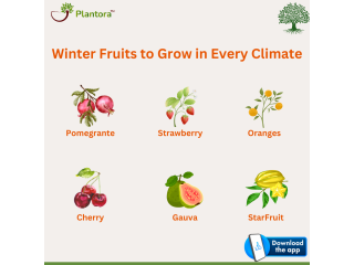Winter Fruits to Grow in Every Climate