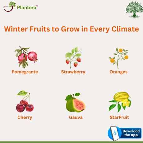 winter-fruits-to-grow-in-every-climate-big-0