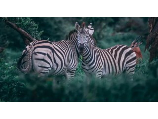 Unlock Wildlife Wonders: Safari Adventures Gift Card by Mojo-Gift