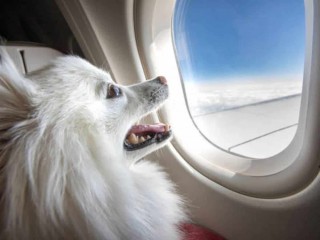 Spirit Airlines Dog Policy | FlyOfinder