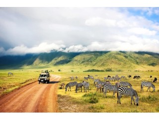 Tanzania Safari Tours: An unforgettable Experience