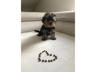 Teacup Yorkie Puppies For Sale