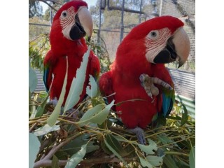 Lovely Scarlet Macaws for Sale