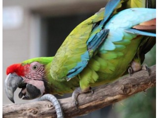 Playful Military Macaws for Sale